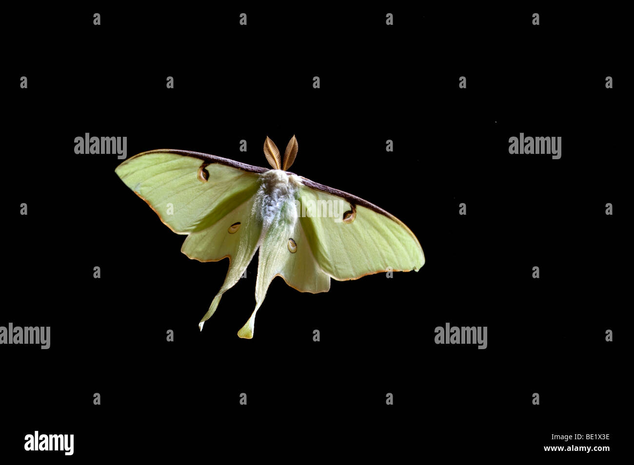 American Moon Moth  Actias luna USA in flight flying high speed photographic technique Stock Photo
