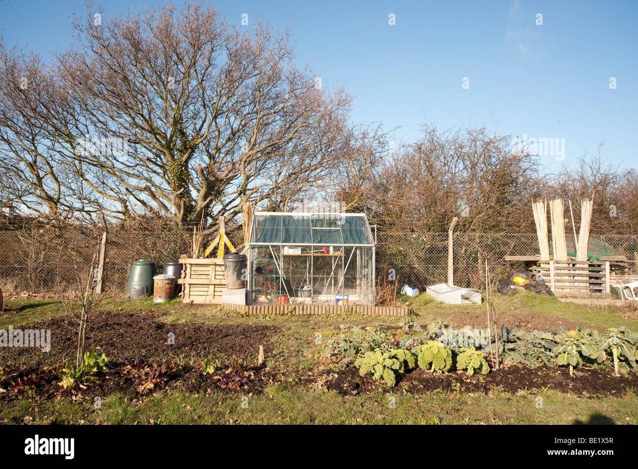 Allotment at winter time Kent UK green organic gardening self sufficient seasonal plot greenhouse Stock Photo