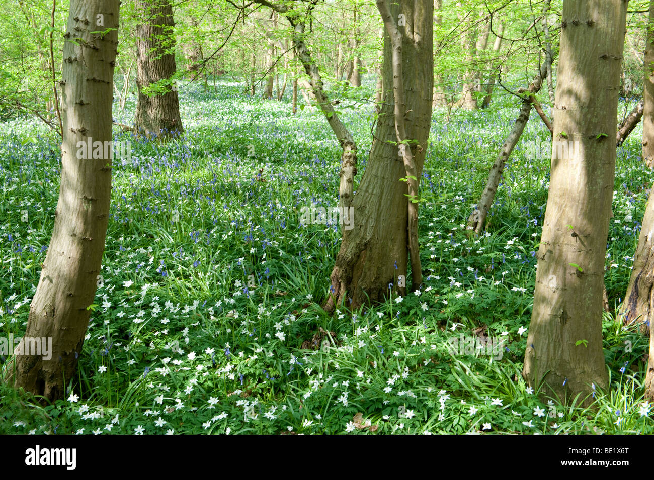 Wood Anemone Anemone nemorosa Bluebells Hyacinthoides nonscriptus