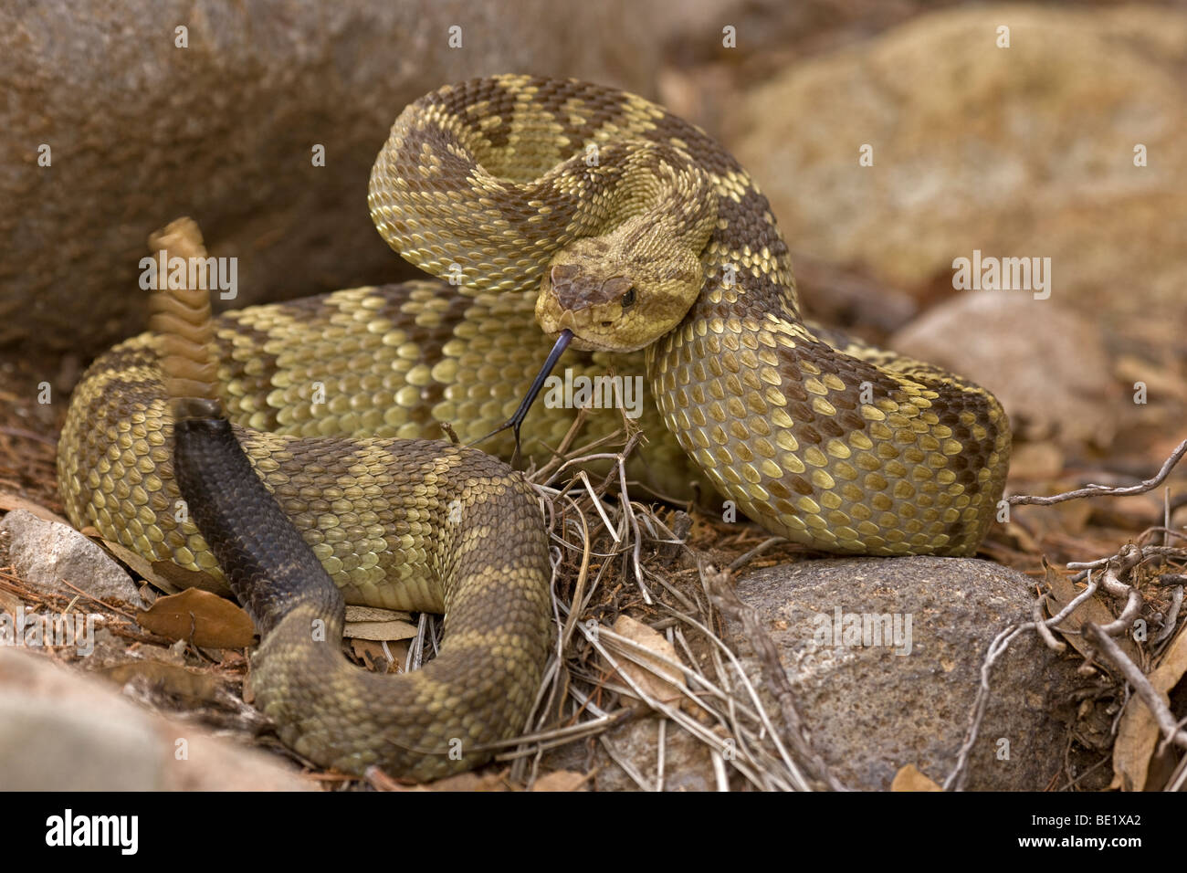 Black-tailed Rattlesnake (Crotalus molossus) - Chiricahua Mountains -Arizona - Rattle in motion - 'Smelling' or 'tasting' Stock Photo