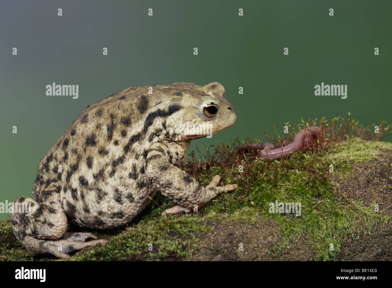 Common Toad (Bufo Bufo Stock Photo - Alamy