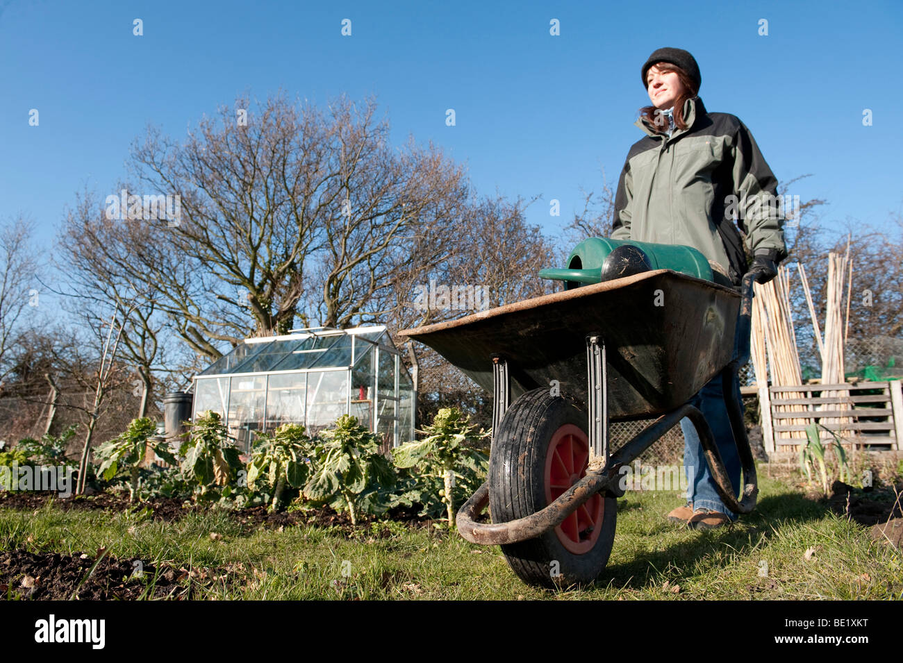 Young woman with wheelbarrow at allotment. winter Kent UK green gardening organic self sufficient vegetables greenhouse tools Stock Photo