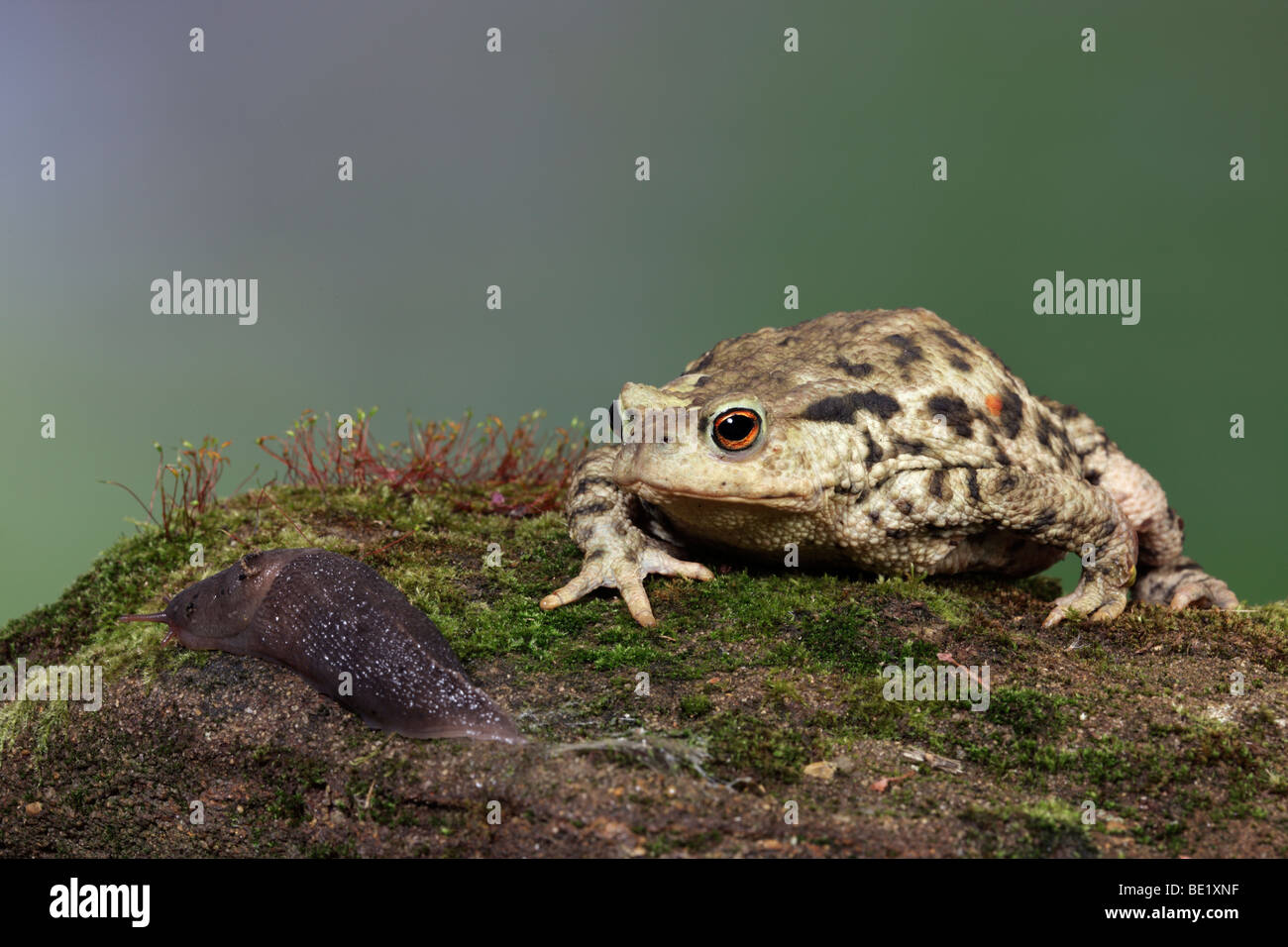 Common toad (Bufo bufo) with Slug Stock Photo