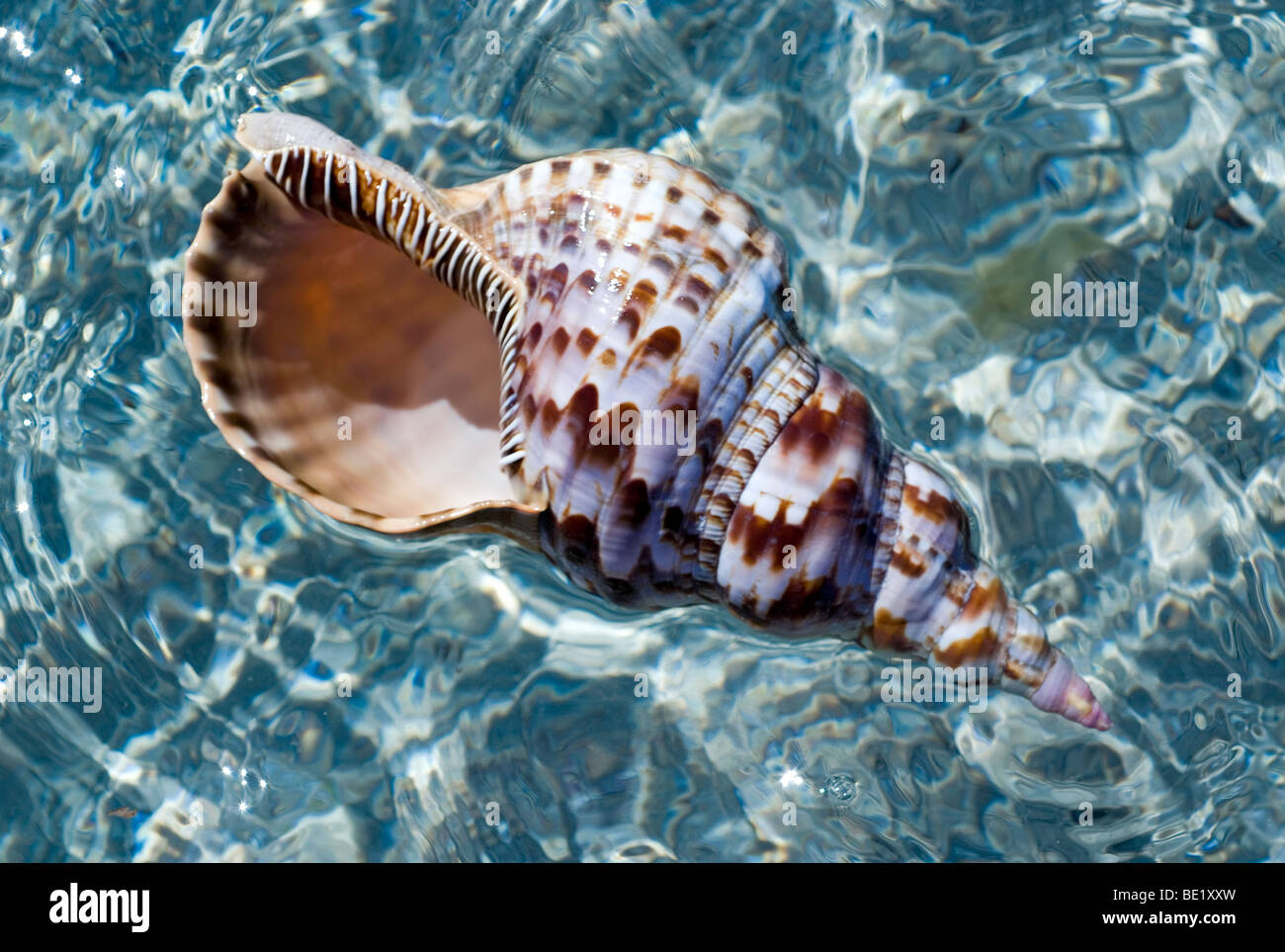 Triton's trumpet seashell Stock Photo