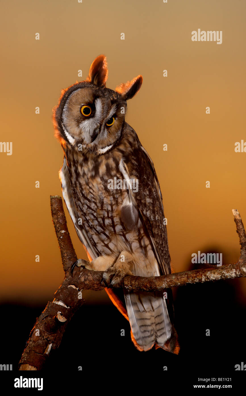 Long-eared Owl - Asio otus (previously: Stix otus) Stock Photo