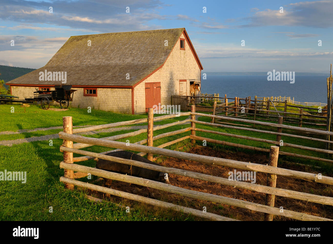 Rare heritage breed Berkshire pig and Clydesdale horse at Highlands Village Museum Iona Cape Breton Island Nova Scotia Canada Stock Photo