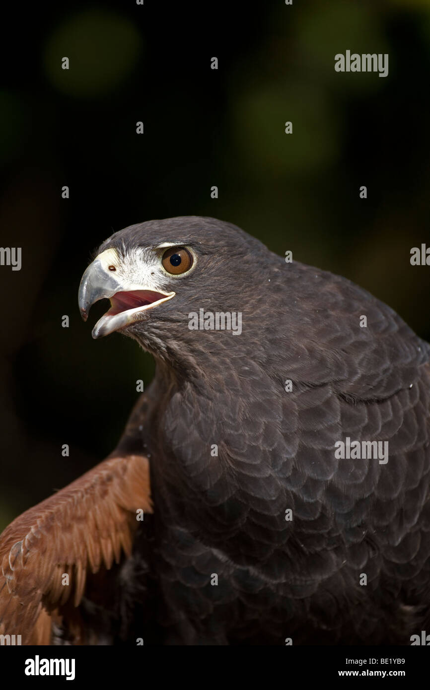 Cooperative hunting hi-res stock photography and images - Alamy