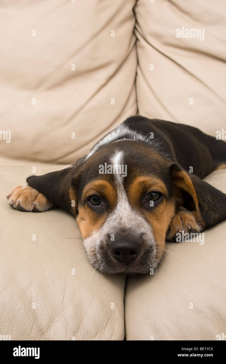 Beagle Puppy Resting Stock Photo