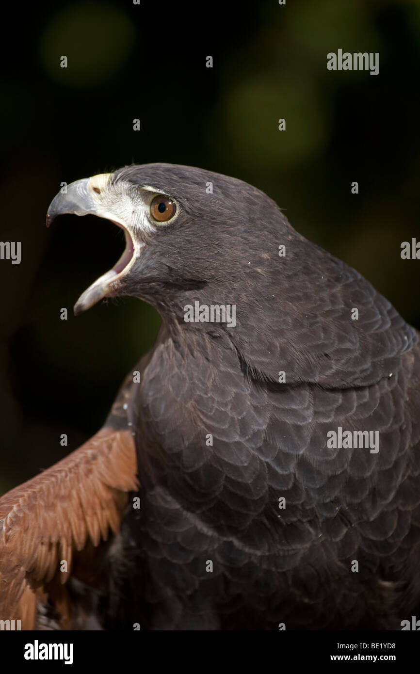Harris's Hawk (Parabuteo unicinctus) - Calling - Portrait - Captive - Unique among raptors for cooperative hunting Stock Photo