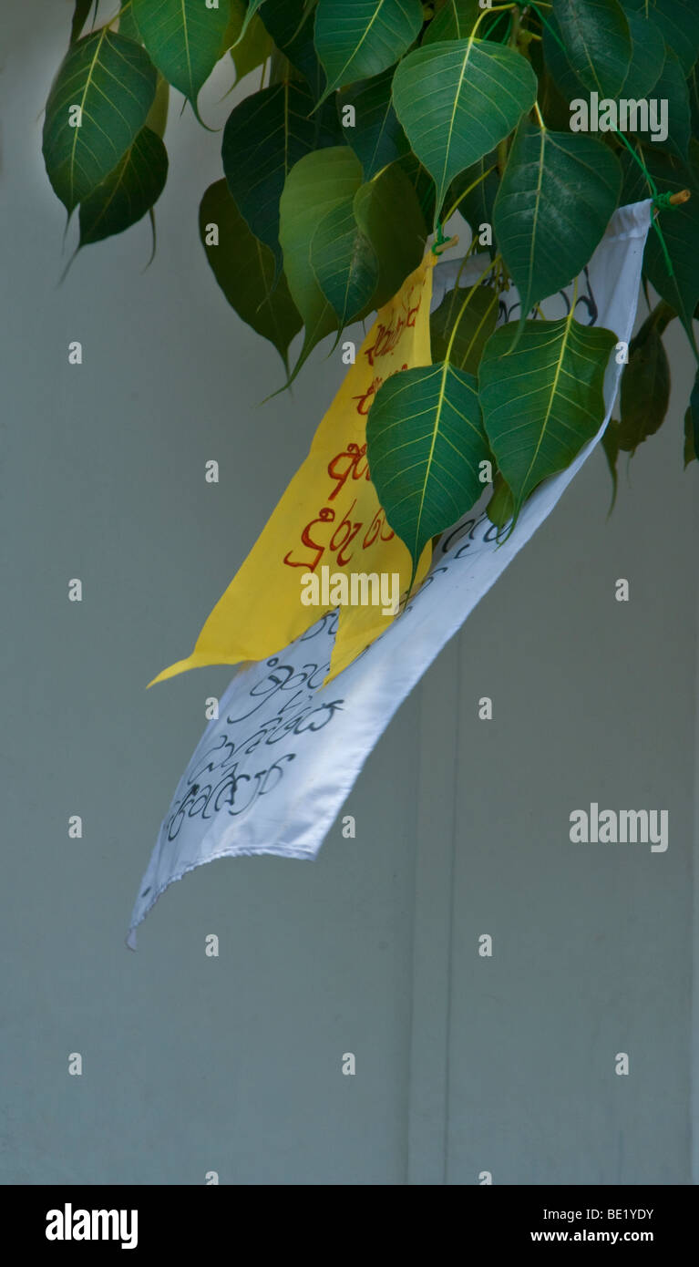 prayer flags attached the Bodi tree leaves written in Tamil script Stock Photo