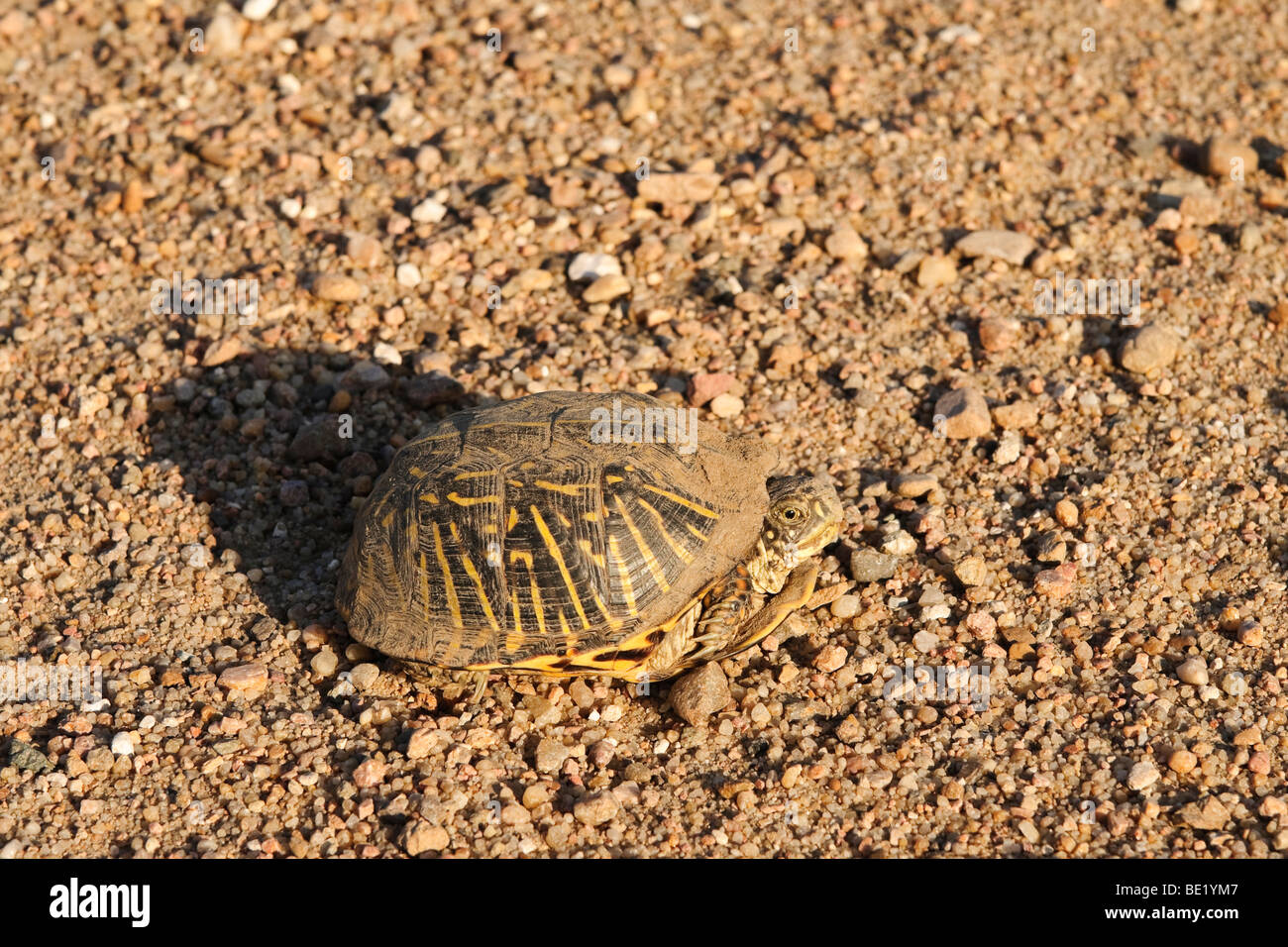 An ornate box turtle on a dirt road in rural Western Kansas Stock Photo