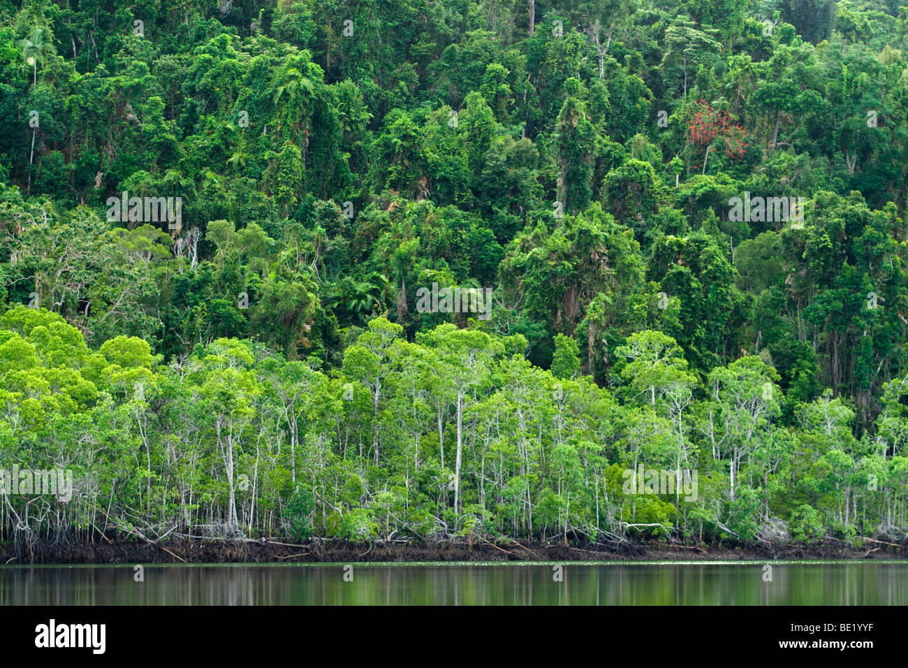 Thick mangroves on the waterways off Cairns, far north Queensland, Australia Stock Photo