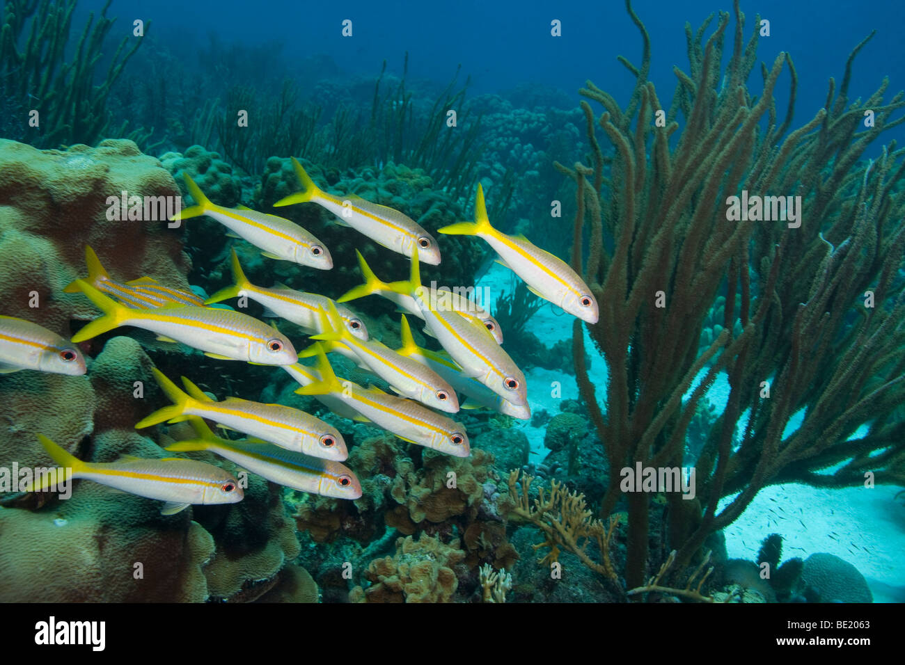 Yellow Goatfish (Mulloidichthys martinicus) school with a single Smallmouth Grunt (Haemulon chrysargyreum) (rear left) Stock Photo
