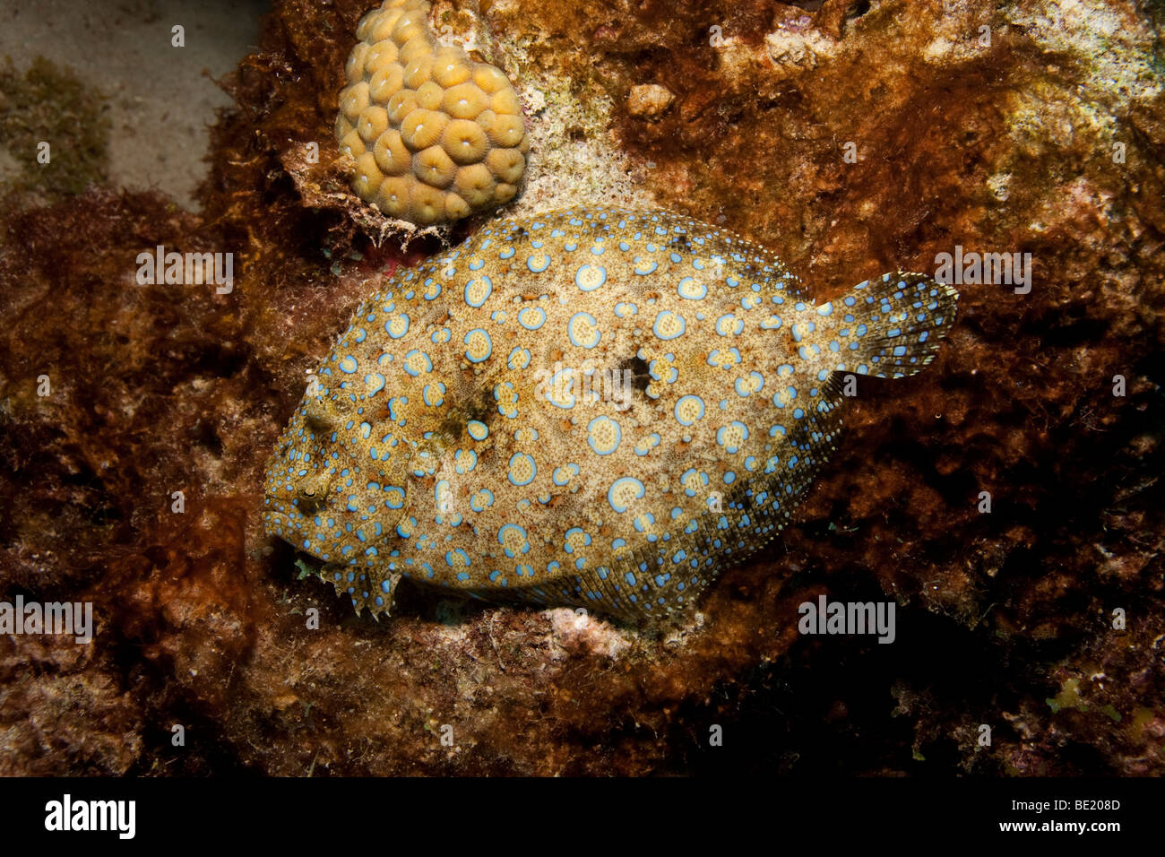 peacock flounder (bothus lunatus Stock Photo Alamy