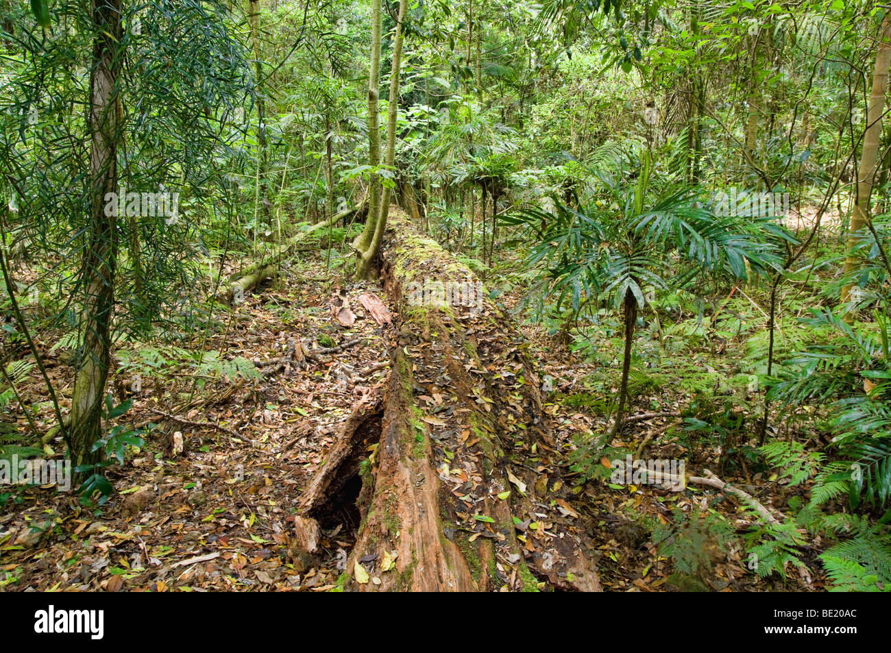 photo of the beautiful dorrigo world heritage rainforest Stock Photo