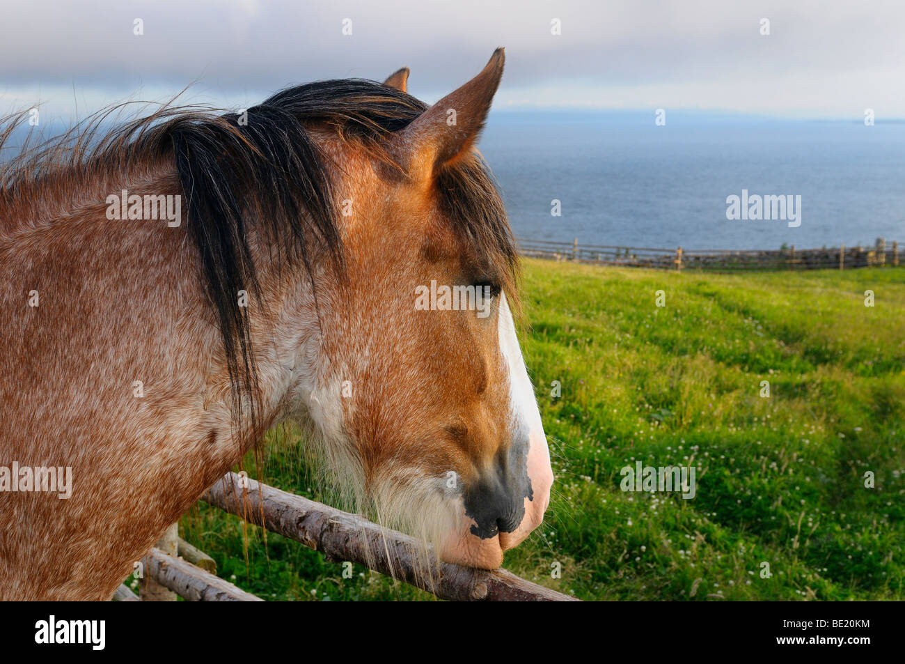 Pensive Clydesdale horse at fence over Bras d'Or Lake from Highland Village Museum Iona Cape Breton Island Nova Scotia Canada Stock Photo