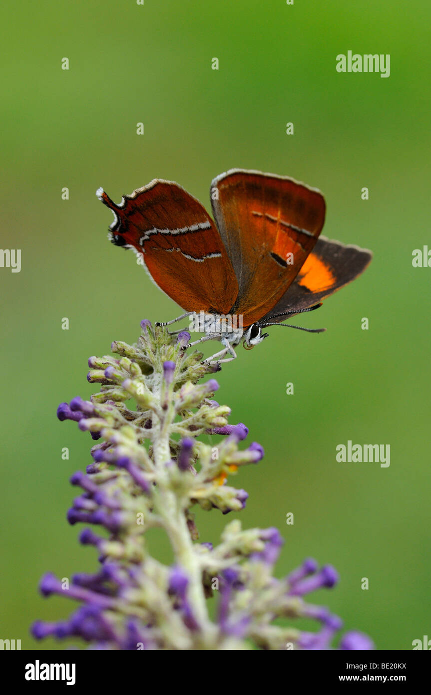 Brown Hairstreak Butterfly (Thecla betulae) resting on buddleia flower
