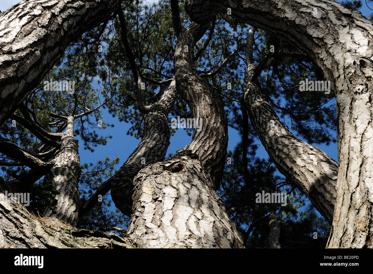 Black Pine (Pinus nigra) Oxfordshire, UK. Stock Photo