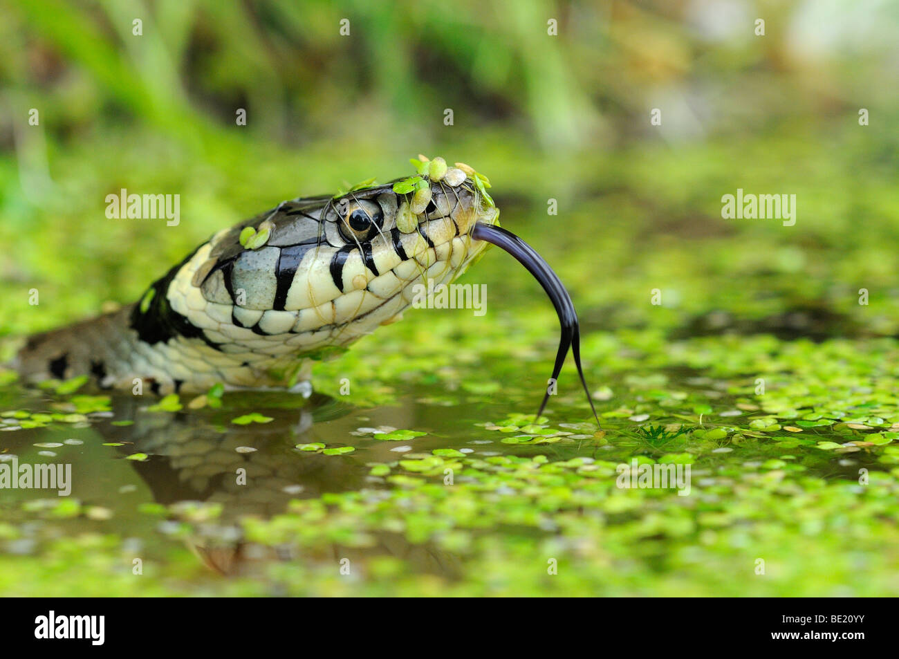 Grass Snake (Natrix natrix) head raised above water, tongue out, Oxfordshire, UK. Stock Photo