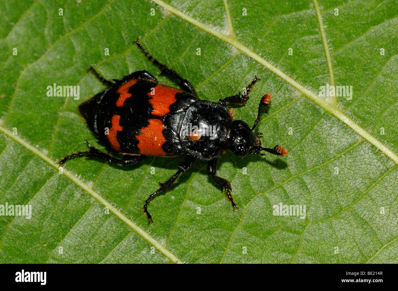 Investigator or Burying Beetle (Nicrophorus investigator) resting on leaf, Oxfordshire, UK. Stock Photo