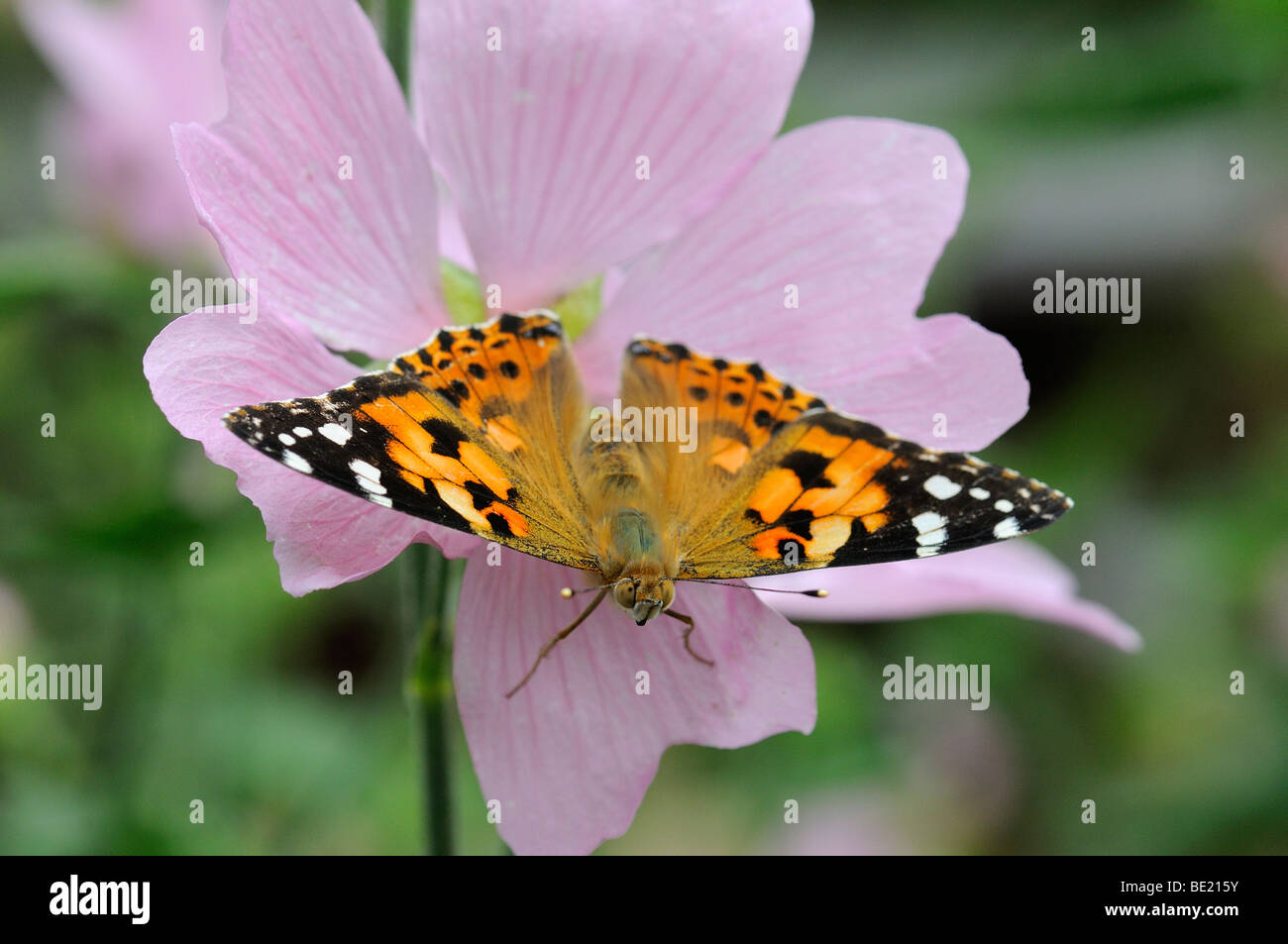 Painted Lady Butterfly (Vanessa cardui) resting on Lavatera flower, Oxfordshire, UK. Stock Photo