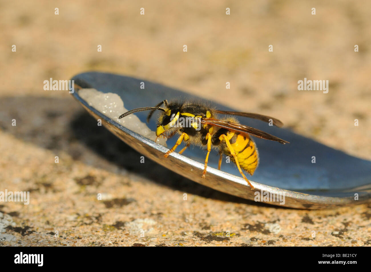 Common Wasp (Vespa vulgaris) on spoon feeding on fruit remains, Oxfordshire, UK. Stock Photo