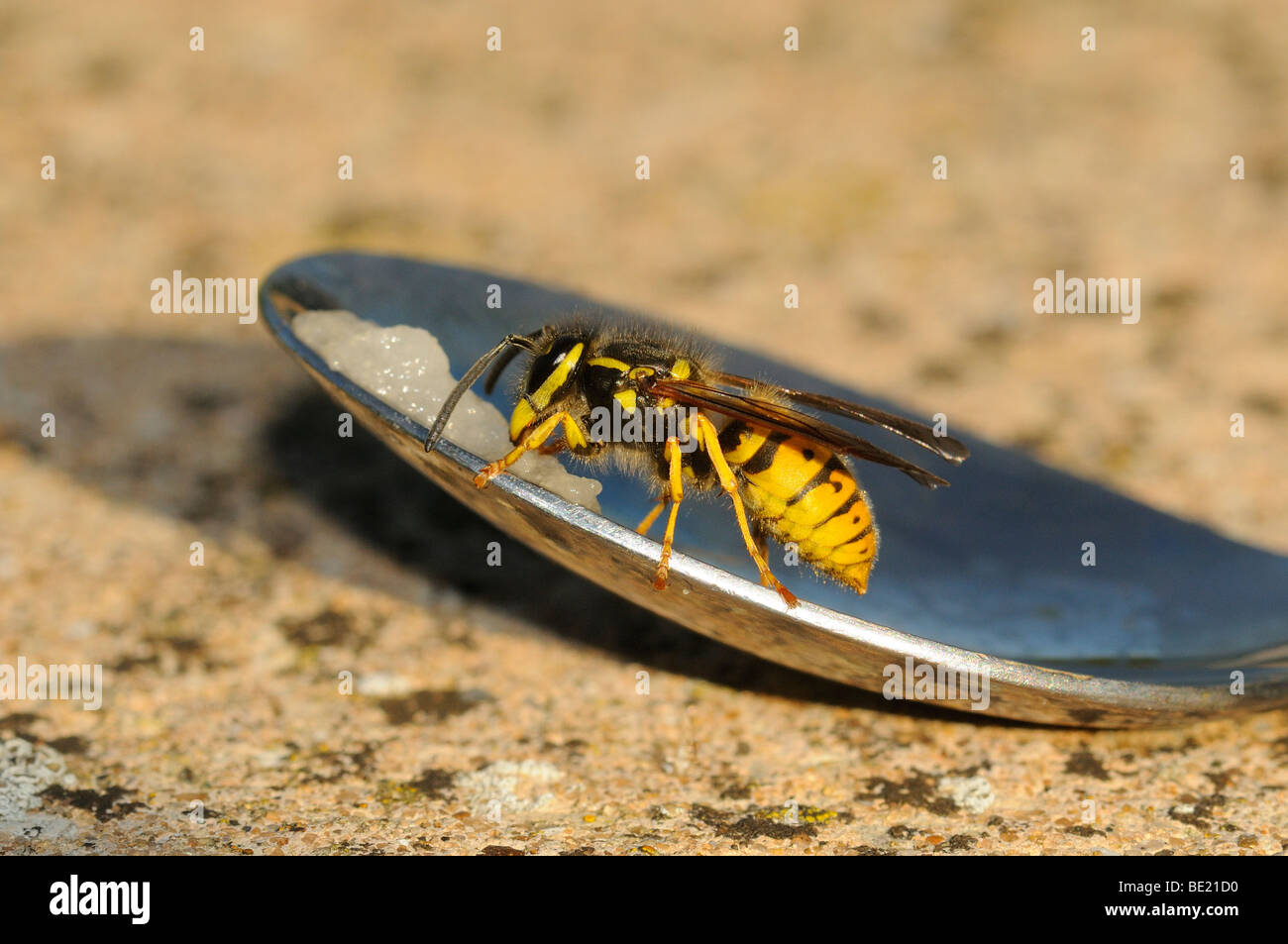Image result for wasp on a spoon