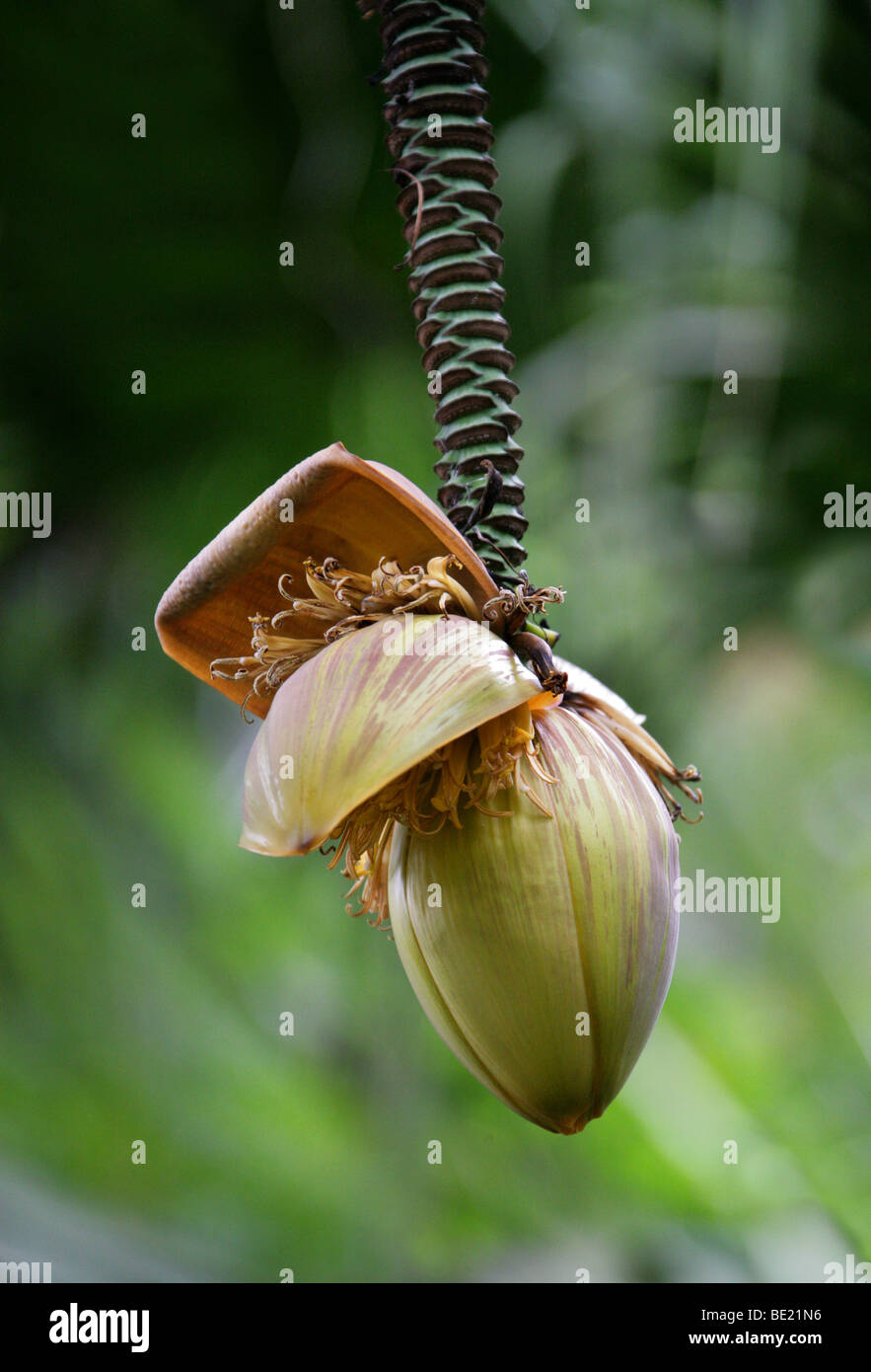 Japanese Banana, Musa basjoo, aka Hardy Fiber Banana, Japanese Fiber