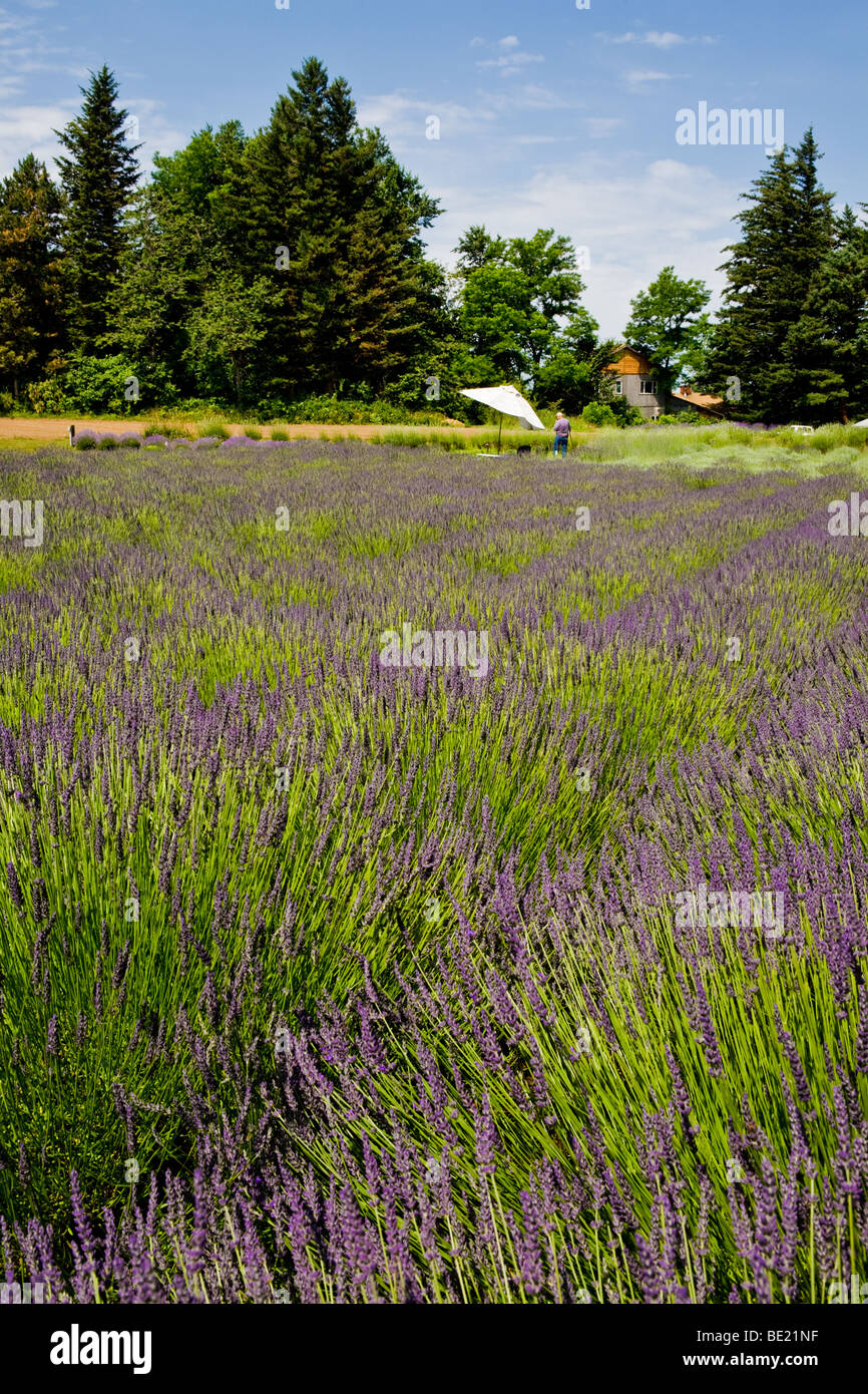 Lavender farm near Columbia River Gorge, Oregon Stock Photo