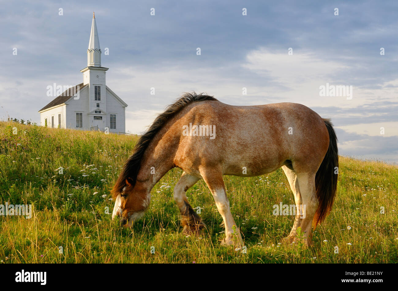 Grazing Clydesdale horse and church at Highland Village Museum at Iona Cape Breton Island Nova Scotia Canada Stock Photo