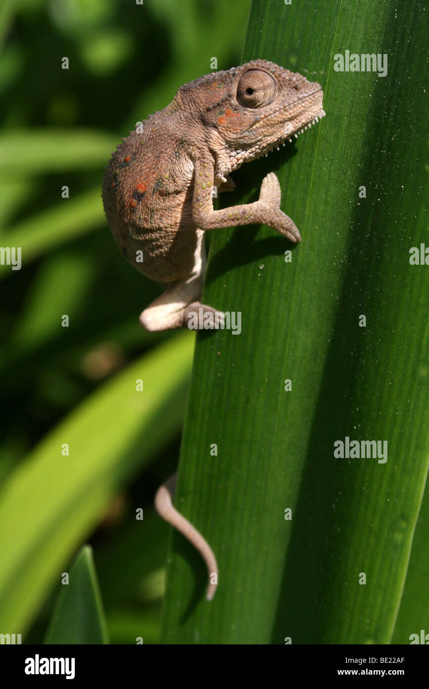 Cape (a.k.a Smith’s) Dwarf Chameleon Bradypodion pumilum. Taken In South Africa Stock Photo