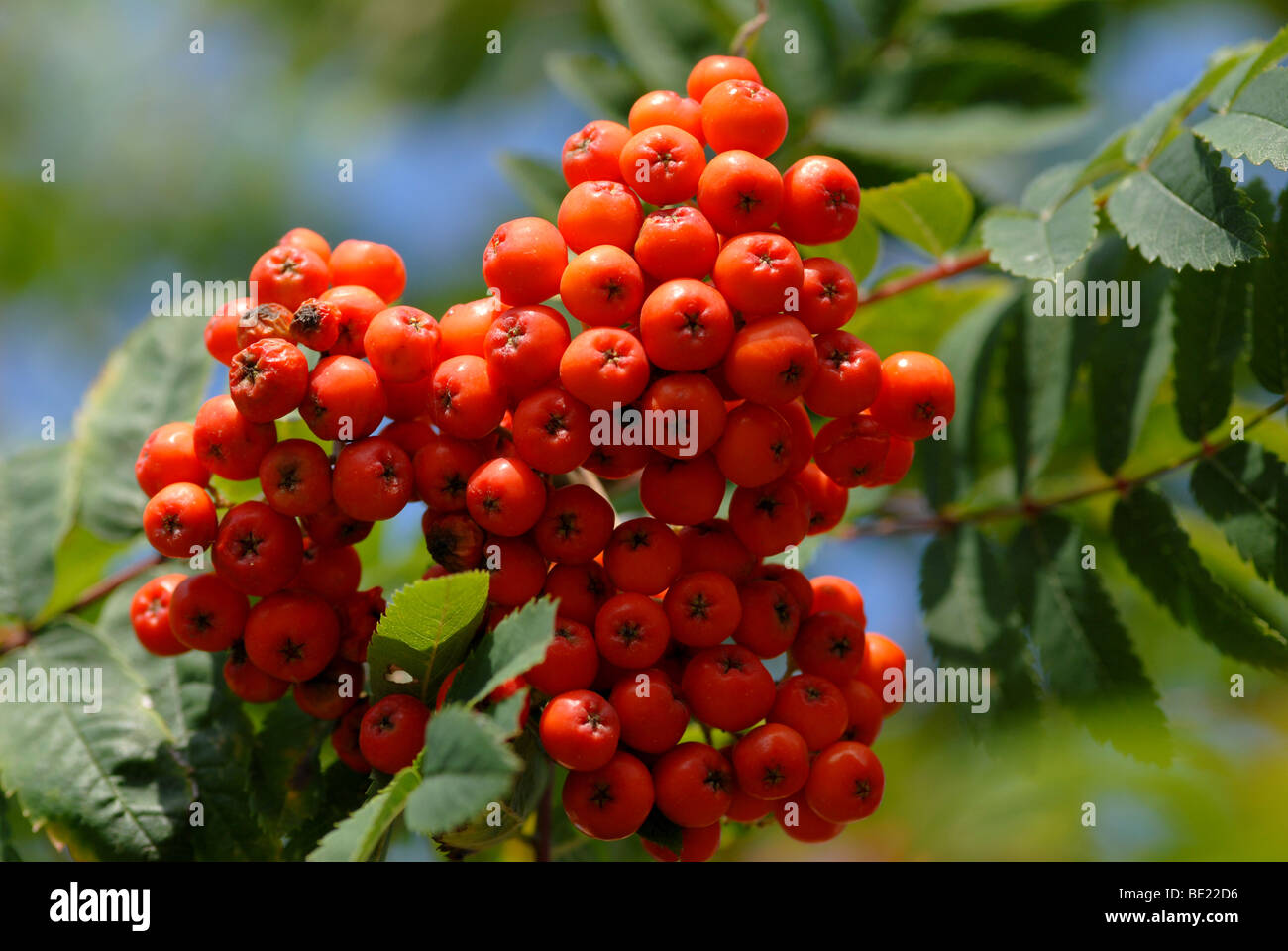 Berries On A Rowan Tree In A Devon Garden Stock Photo - Alamy