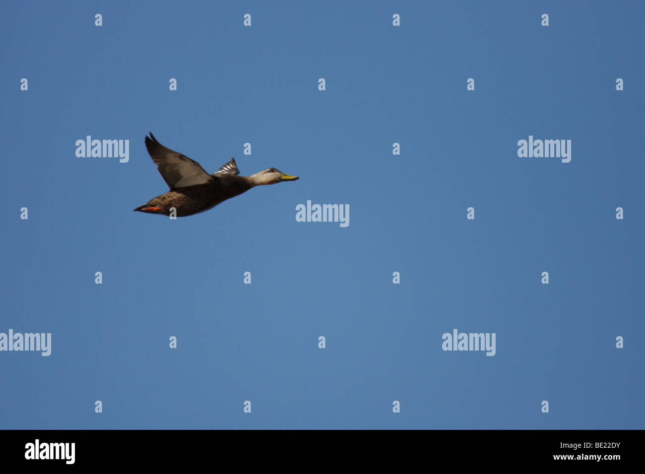 American Black Duck (Anas rubripes), male in flight in clear blue sky Stock Photo