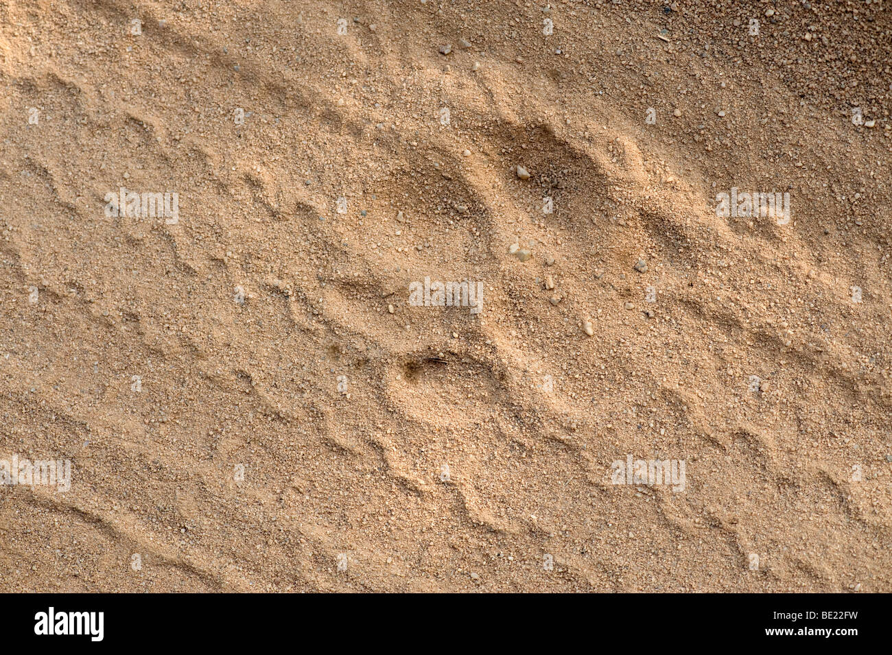 Tiger paw print in sand with car jeep tyre tracks Bandhavgarh National Park Stock Photo