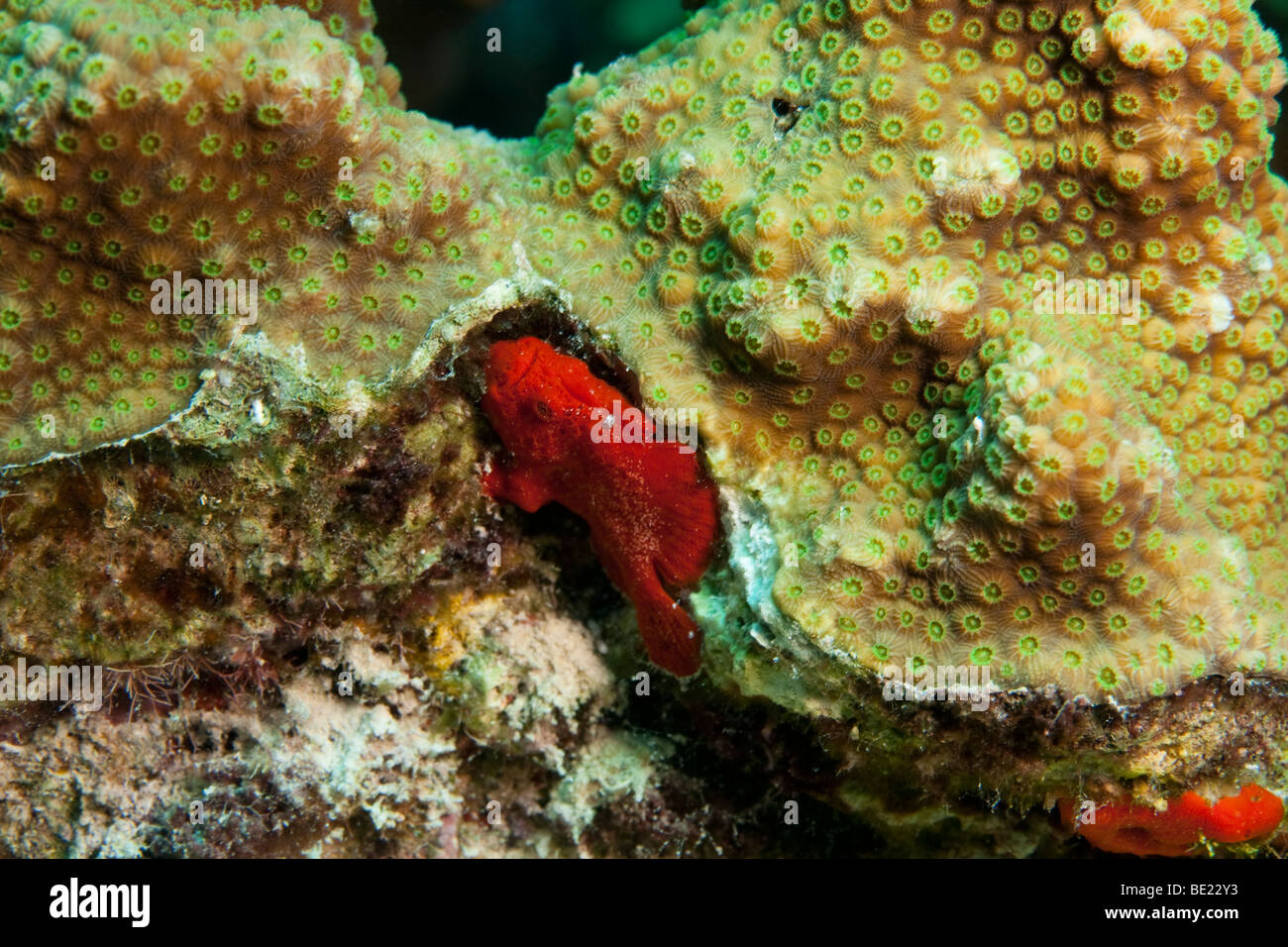 Longlure Frogfish (Antennarius multiocellatus), nestled in coral. Stock Photo