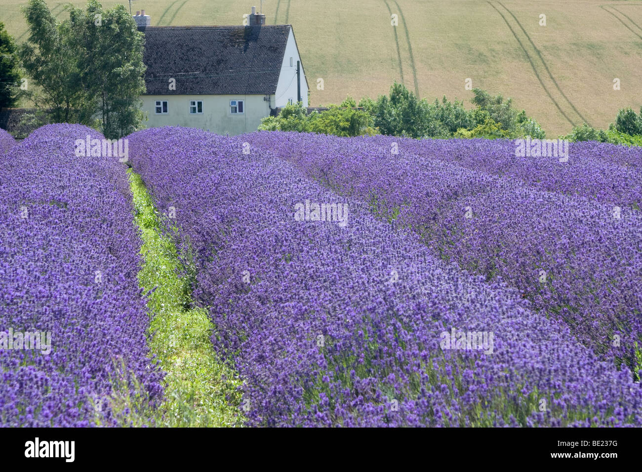 Lavender Fields in Snowshill, Gloucestershire UK Stock Photo