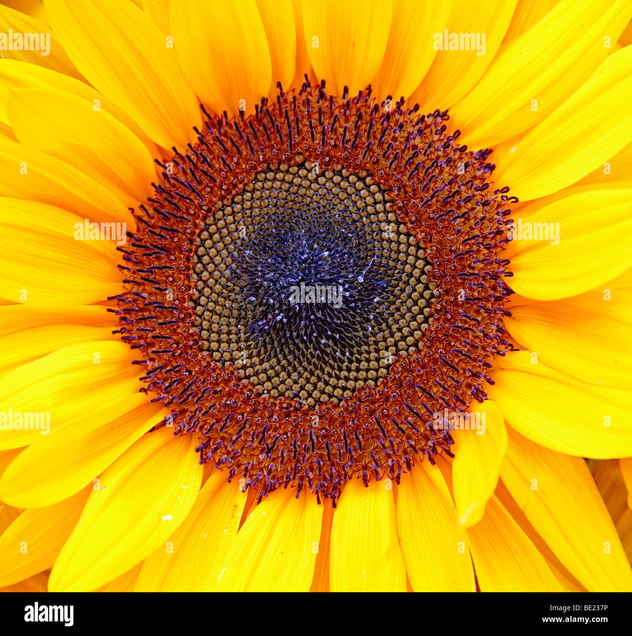 sunflower in bloom Stock Photo Alamy