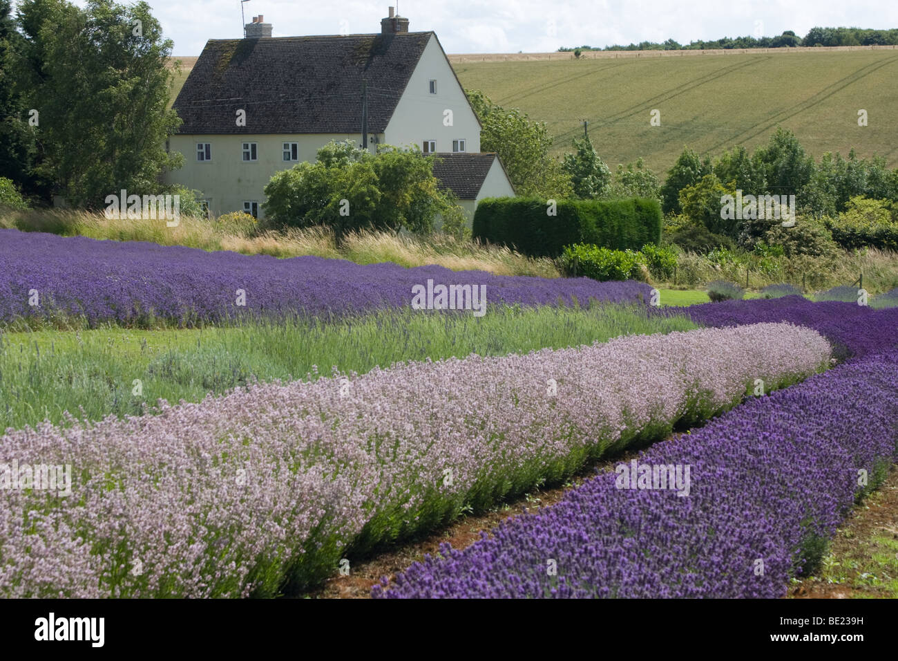 Lavender Fields in Snowshill, Gloucestershire UK Stock Photo
