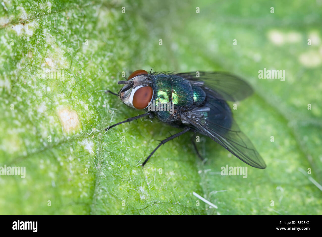 Macro-photo of a fly sitting on green sheet of a plant Stock Photo - Alamy