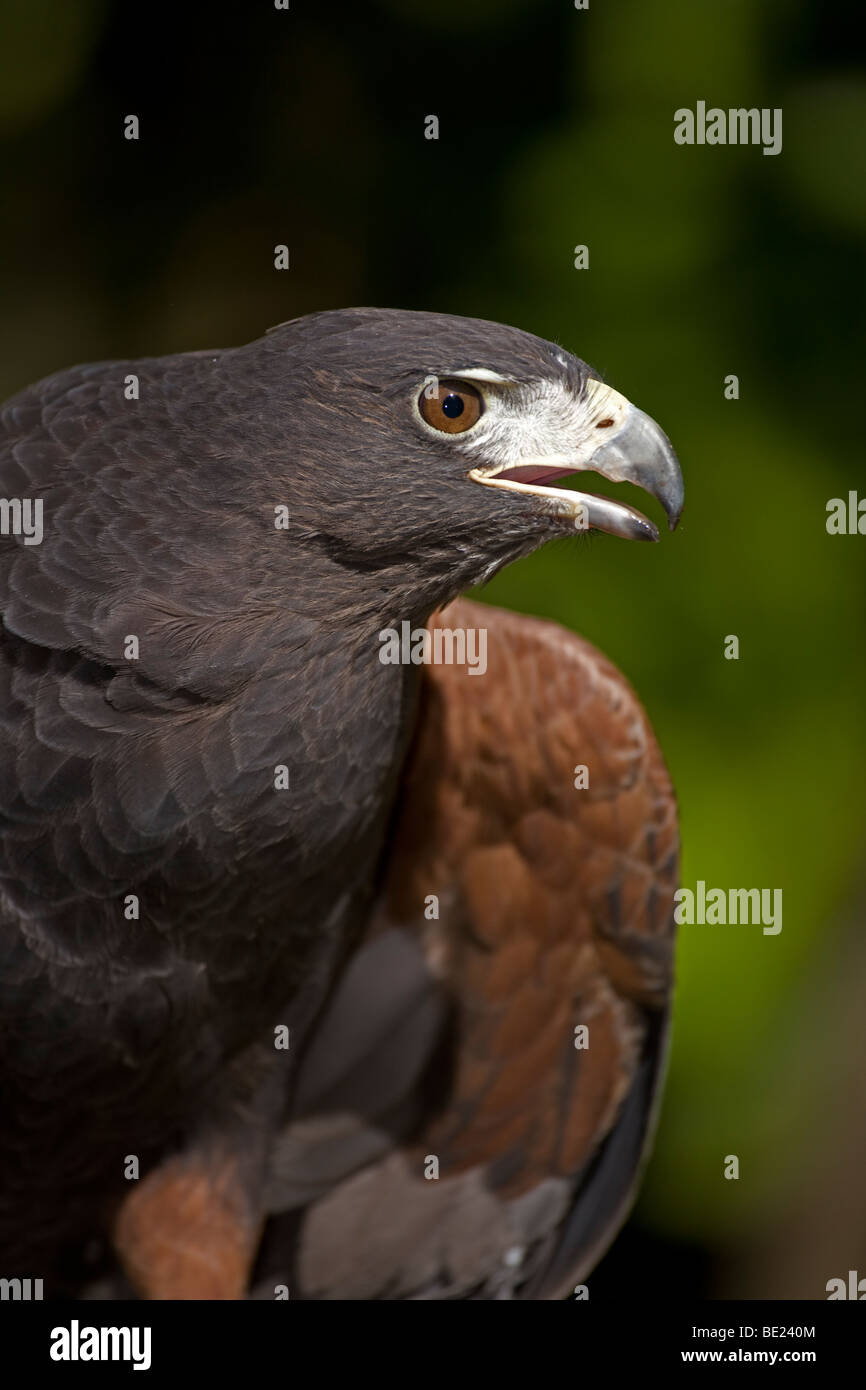 Unique Raptors Harris's Hawk (Parabuteo unicinctus) - Portrait - Captive - Unique ...