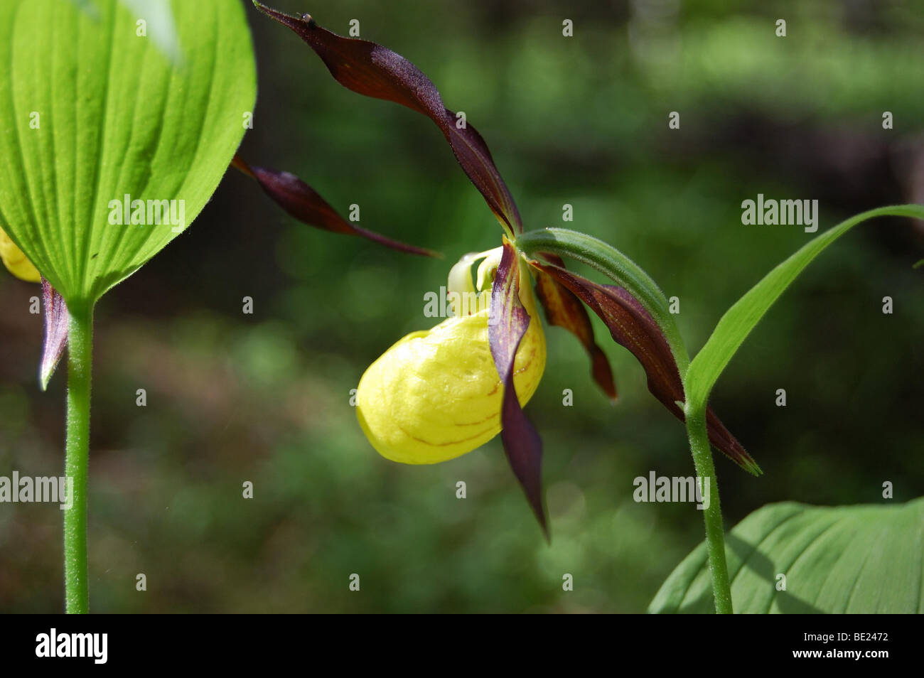 ladies slipper orchid in the wild Stock Photo