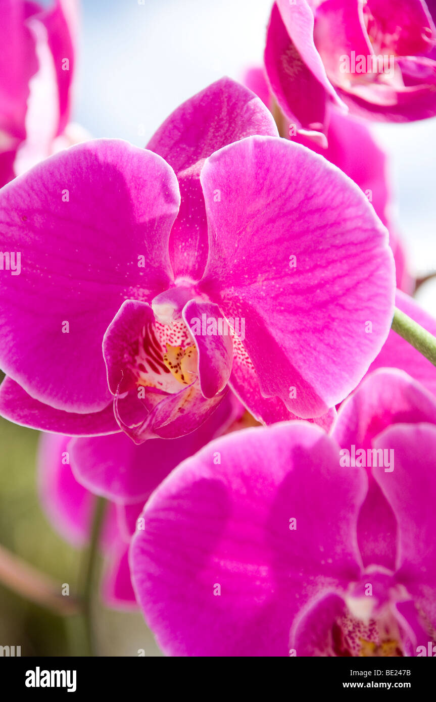 Fuchsia Orchids Stock Photo