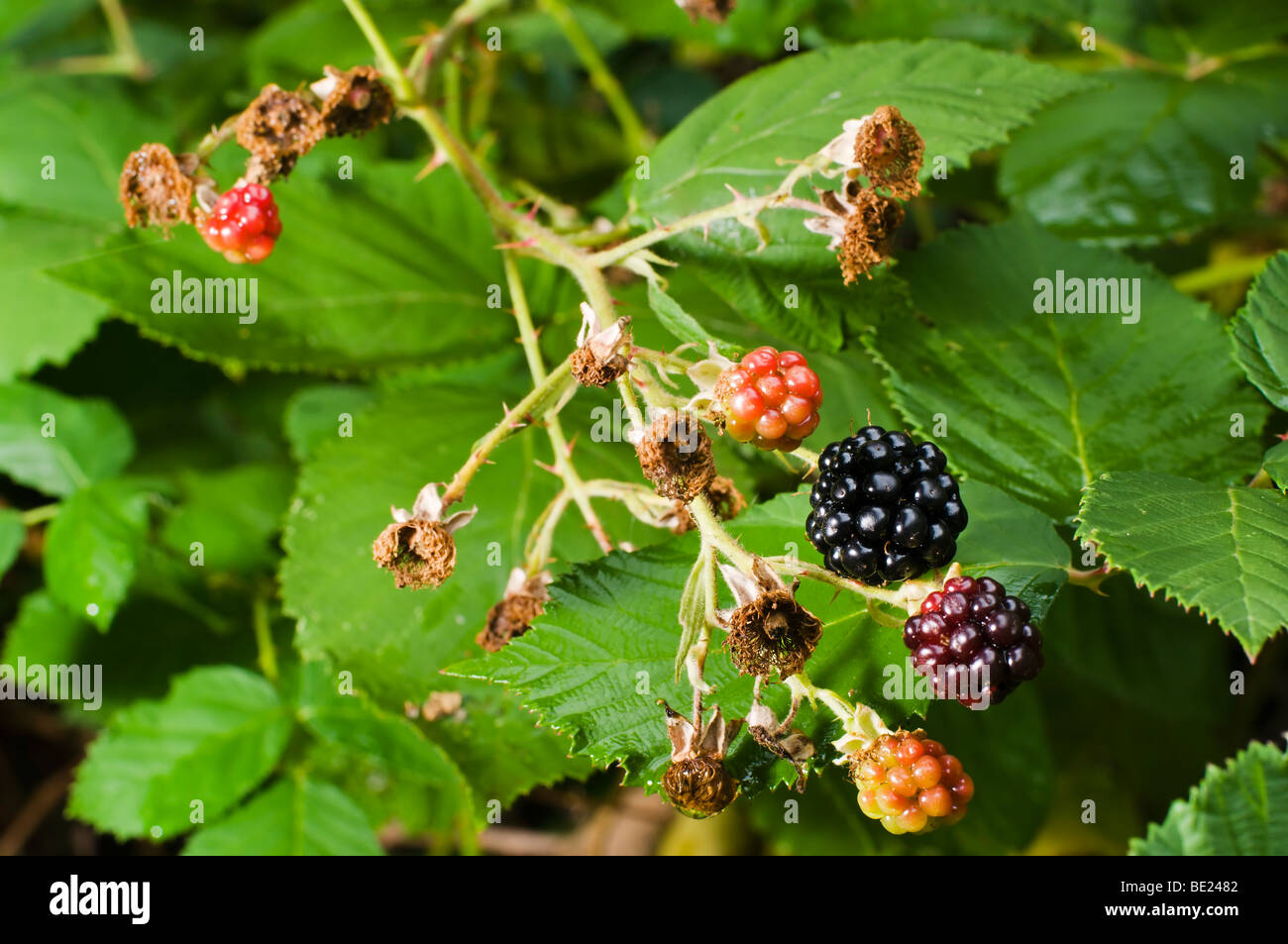 Wild Himalayan blackberries are highly invasive and difficult to control yet yield delicious summer fruit. Stock Photo