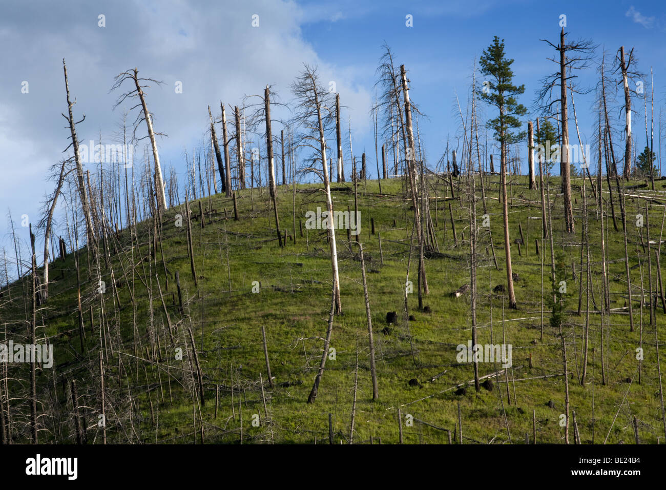 Forest regenerating after a fire, Montana, USA Stock Photo