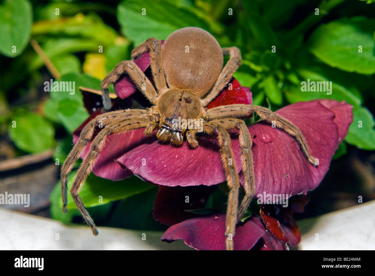 39 African Rain Spider Images, Stock Photos, 3D objects, & Vectors