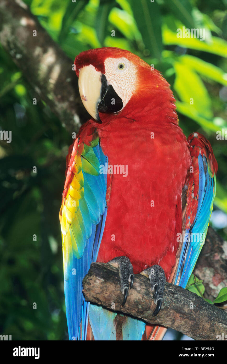 Scarlet Macaw, (Ara macao), endangered, Costa Rica Stock Photo Alamy