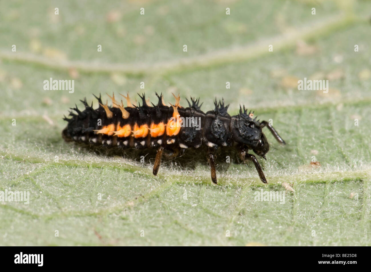 Harlequin Ladybird Larvae Harmonia Axyridis On Leaf In Garden UK Stock 