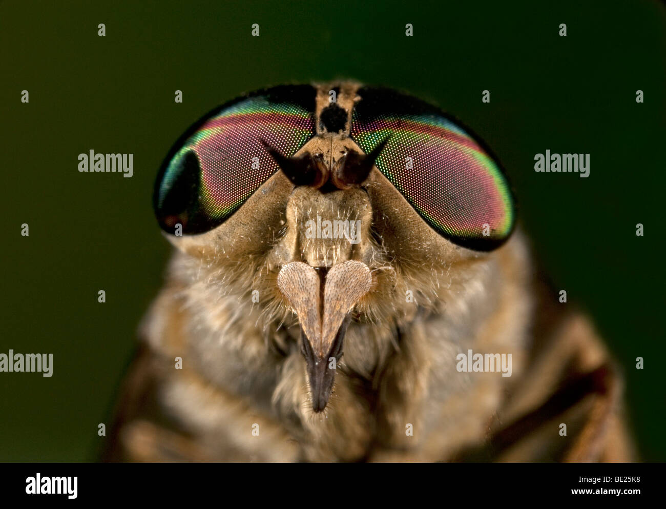 Horse Fly Tabanus bromius macro close up showing large compound eye Stock Photo