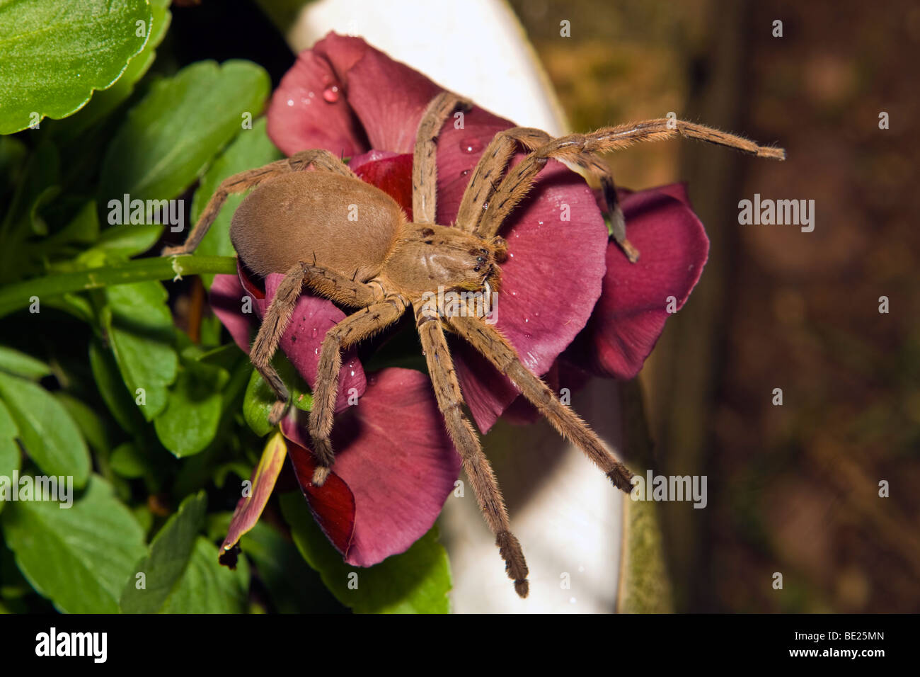 39 African Rain Spider Images, Stock Photos, 3D objects, & Vectors