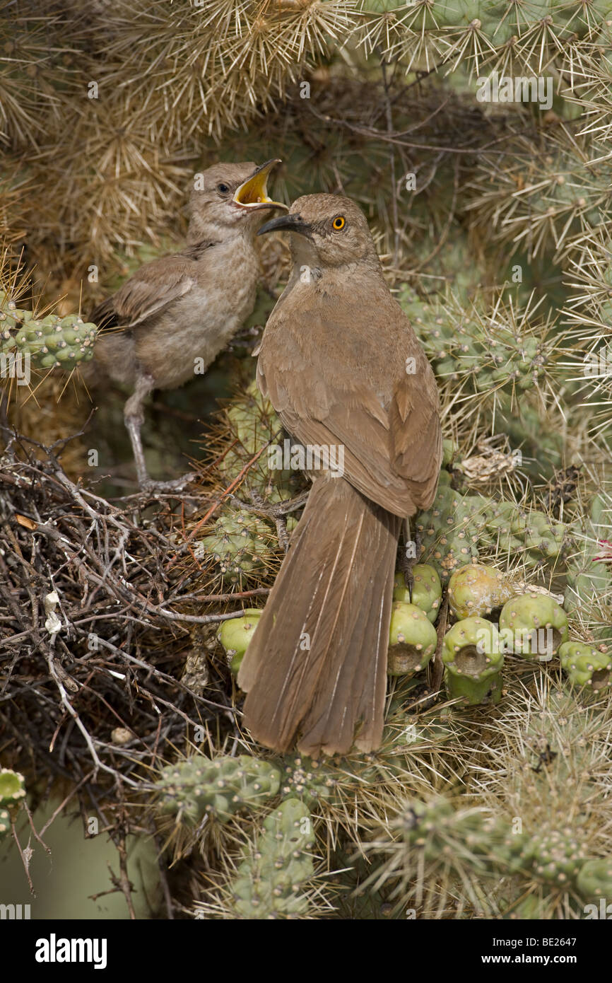 Curve-billed Thrashers (Toxostoma curvirostre) - Adult feeding young on